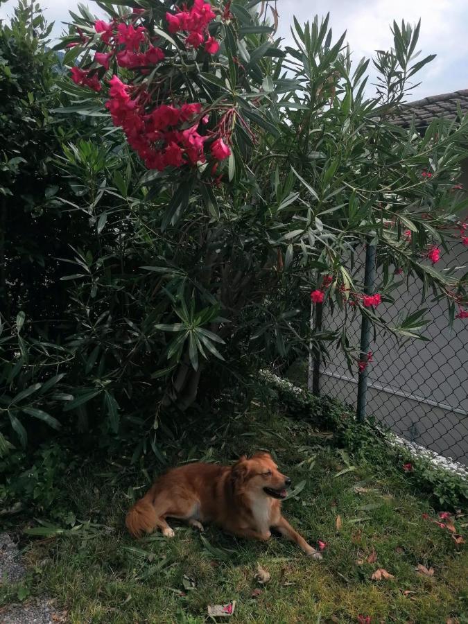 Le Palme Ξενοδοχείο Monteceneri Εξωτερικό φωτογραφία
